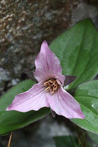 <i>Trillium hibbersonii</i> Species of flowering plant