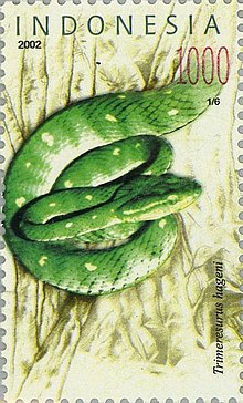 Trimeresurus hageni 2002 Indoneziya stamp.jpg