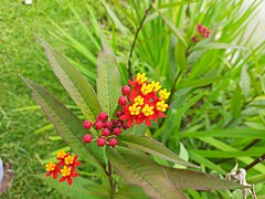 Tropical Milkweed Red and Yellow- Shola Gardens - Kotagiri.jpg