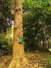 Trunk of Shorea robust, Shala tree, শাল গাছ.jpg