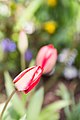 * Nomination Tulipa gesneriana (Garden tulip) in Meyzieu, France -- Medium69 02:06, 1 December 2015 (UTC) * Decline  Question Have you looked at the picture before you have placed it here? --Rolf H. 15:09, 1 December 2015 (UTC) What bothers you in this picture? --Medium69 18:30, 1 December 2015 (UTC) You try with a 18-70 lens a macro shot - useful results are not possible with this lens. There is no sharp area in this image. Sorry, but we want quality and not quantity here. --Rolf H. 19:26, 1 December 2015 (UTC) Insufficient quality. --Rolf H. 05:42, 4 December 2015 (UTC)