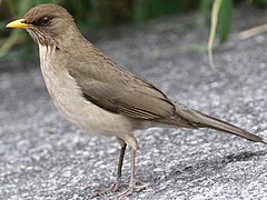 Turdus amaurochalinus-standing.jpg