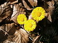 Tussilago farfara