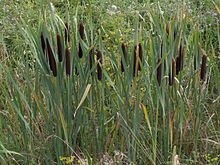 Typha latifolia01.jpg