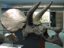 Triceratops