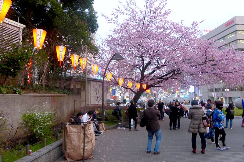 File:Uenocherryblossoms-nearkeiseiline-march20-2015.jpg