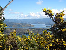 Ulex landscape around Corral Bay in Southern Chile Ulex landscape.JPG