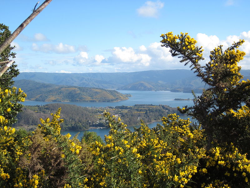 File:Ulex landscape.JPG