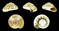 * Nomination Shell of a Top Snail, Umbonium thomasi --Llez 16:31, 5 January 2018 (UTC) * Promotion Good quality. --Basotxerri 18:01, 5 January 2018 (UTC)