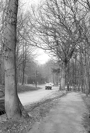 Unbeschrankter Bahnübergang über die Projensdorfer Straße im Projensdorfer Gehölz (Kiel 56.399).jpg