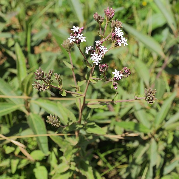 File:Unknown plant-IMG 6895.JPG