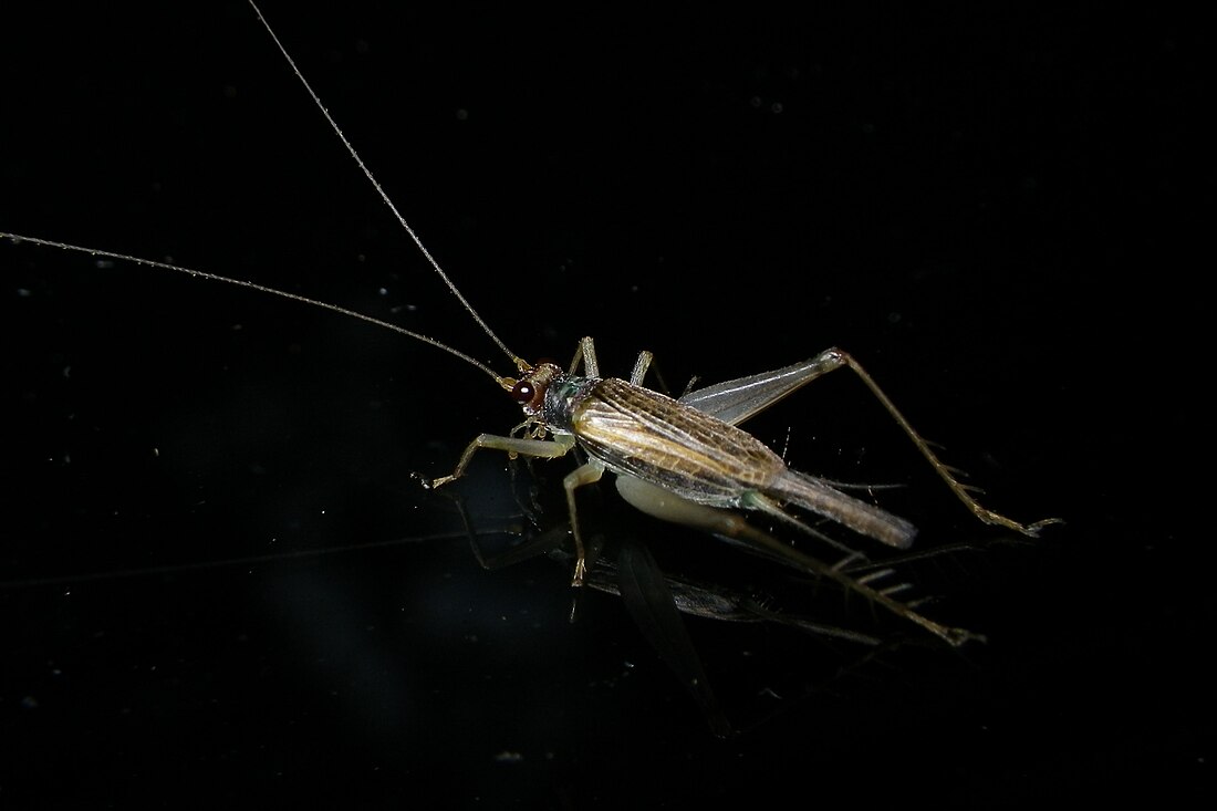 Metiochodes