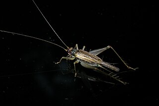 <i>Metiochodes</i> Genus of crickets