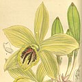 Vanilla humblotii plate 7996 in: Curtis's Bot. Magazine (Orchidaceae), vol. 131, (1905) (Detail)