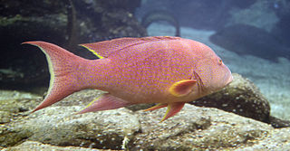 <span class="mw-page-title-main">White-edged lyretail</span> Species of fish