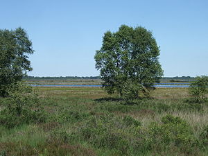 Moor landscape with rewetting areas