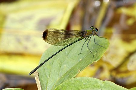 Vestalis apicalis submontana.jpg