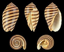 Vexilla vexillum (Ribboned Jopas), shell