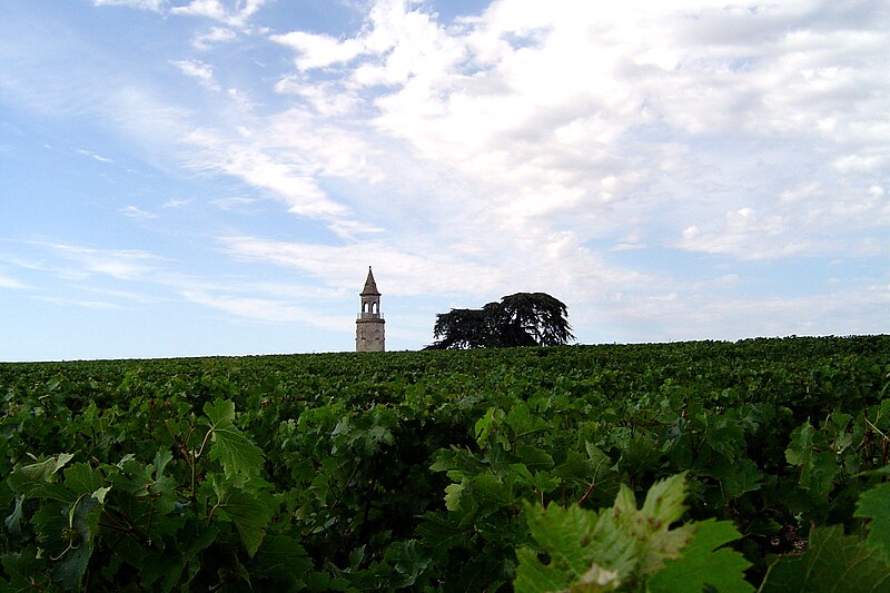 File:Vineyard in the Haut-Medoc.jpg