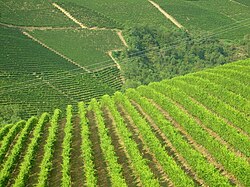 Vineyards in Langhe.jpg