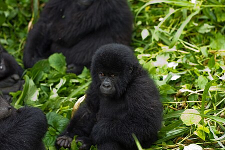 Tập tin:Virunga Mountain Gorilla.jpg