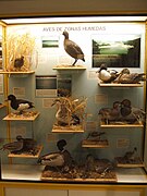 Sección Zoología, aves de zonas húmedas