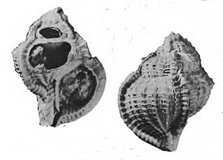 <i>Vokesimurex nasongoensis</i> Species of gastropod