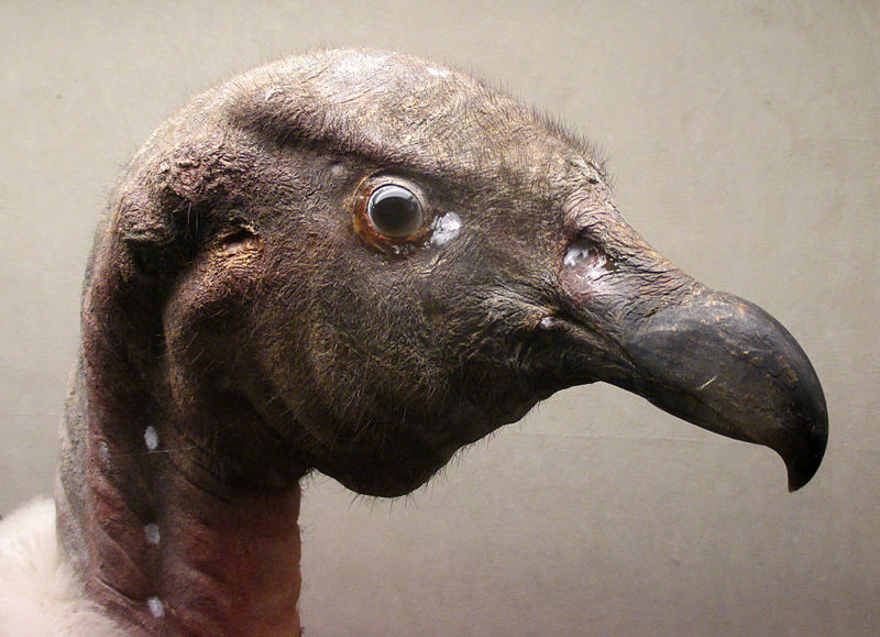 File:Vultur gryphus (taxidermied) at Göteborgs Naturhistoriska Museum 8003.jpg