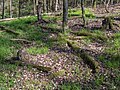 * Nomination Forest near Königsberg --Ermell 08:51, 13 January 2024 (UTC) * Promotion  Support Good quality. --Thi 12:12, 13 January 2024 (UTC)