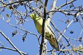 Wedge-tailed Green Pigeon (Treron sphenurus).jpg