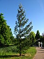 Pinus strobus cv. 'Tortuosa' in PAN Botanical Garden in Warsaw