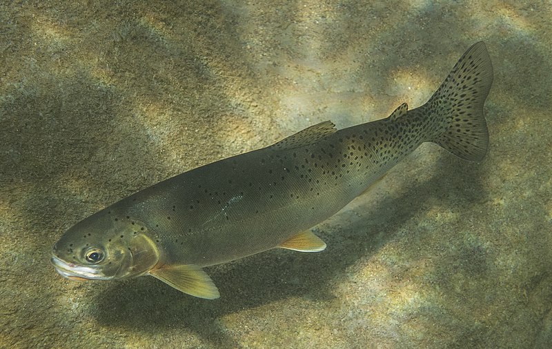 File:Westslope Cutthroat Trout Middle Fork Flathead (27912294517) (cropped).jpg