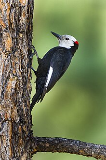 White-headed woodpeckers White-headed Woodpecker - Sisters - Oregon.jpg