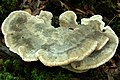 White Cheese Polypore (1023972326).jpg