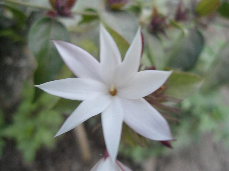 Faili:White colour flower1.JPG