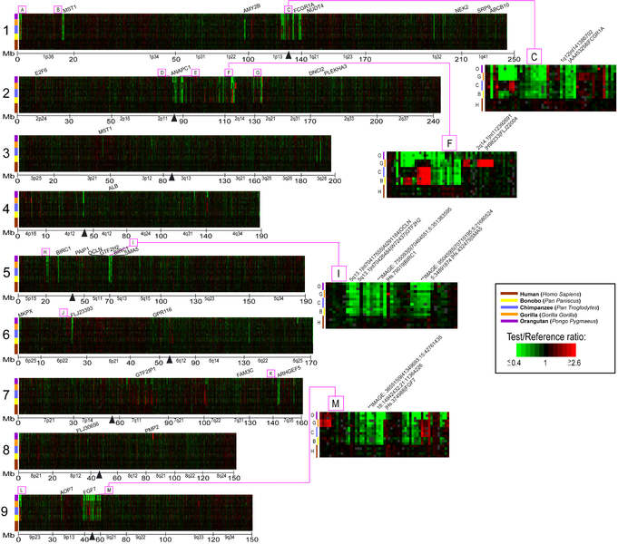 File:Whole Genome TreeView Representation of Interhominoid cDNA aCGH Data for Five Hominoid Species for Human Chromosomes 1–9 - journal.pbio.0020207.g005.png