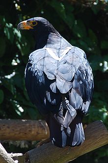 A captive Verreaux's eagle in South Africa. Witkruisarend.jpg