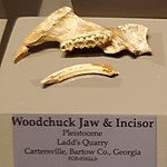 Woodchuck jaw & incisor, Tellus Science Museum.jpg