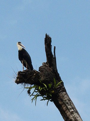 Vườn Quốc Gia Cát Tiên: Các hợp phần, Lịch sử, Đa dạng sinh học