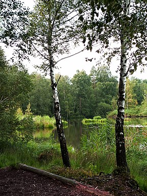 Riedweiher Seggenbülten und in den Randbereichen Baumbestand (Birke, Rotföhre) und artenreicher Strauchbewuchs