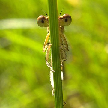 Platycnemididae