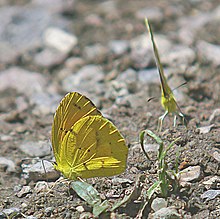 ЖЕЛТЫЙ, BOISDUVAL'S (Eurema boisduvaliana) (8-8-06) самец, платан ck, az (9424354628) .jpg