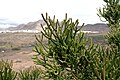 Euphorbia tirucalli