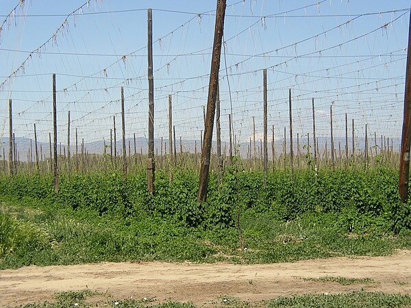 Early season hop growth in a hop yard in the Yakima River Valley of Washington with Mount Adams in the distance