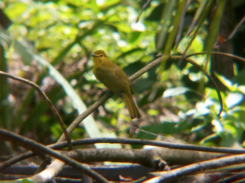 File:Yellow-browed bulbul 3.jpg