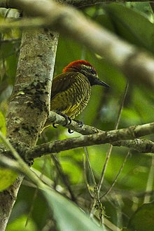 Yellow-vented Woodpecker - Colombia S4E8871 (16223080170).jpg