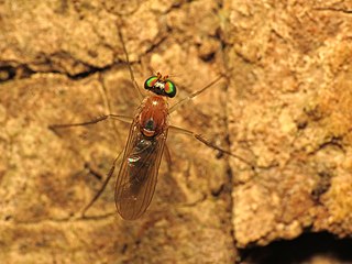 <i>Neurigona dimidiata</i> Species of fly