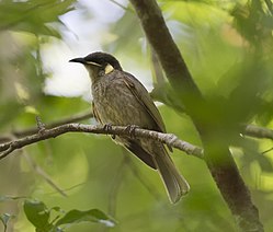 Honeyeater con manchas amarillas (10110449254) .jpg