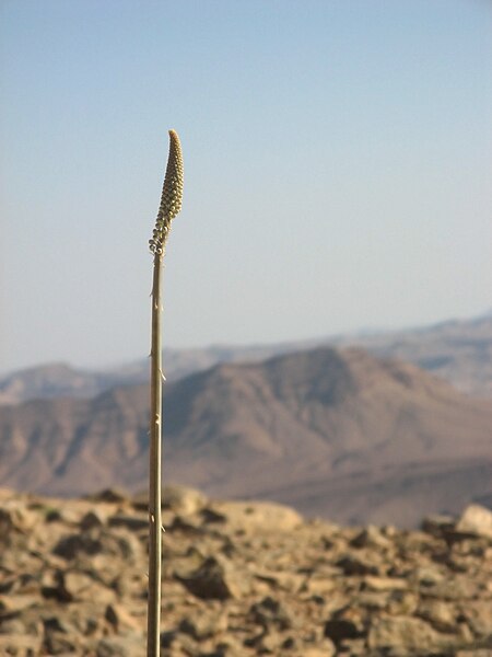 File:Young Drimia maritima, near Ramon crater, Israel.jpg