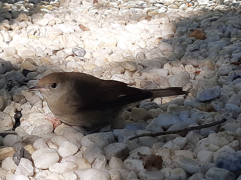 File:Young black redstart, Ehrenbach.jpg